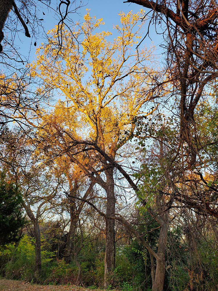 Cozy Acre in the Fall